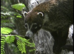 Coati, White-nosed 2