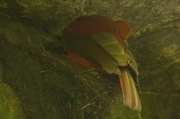 Cock-of-the-Rock, Andean a