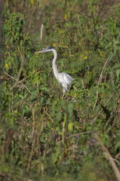 Pantanal, Brazil