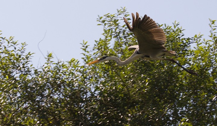 Cocoi Heron, Ardea cocoi a