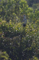 Cocoi Heron, Ardea cocoi18