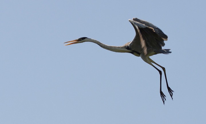 Cocoi Heron, Ardea cocoi