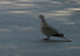 Collared-Dove, Eurasian  3