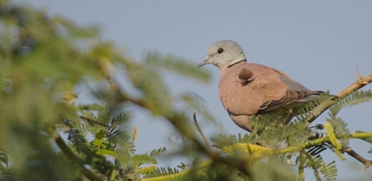 Collared-Dove, Eurasian 1