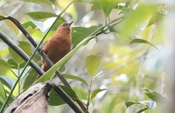 (Colombian) Rufous Spinetail2