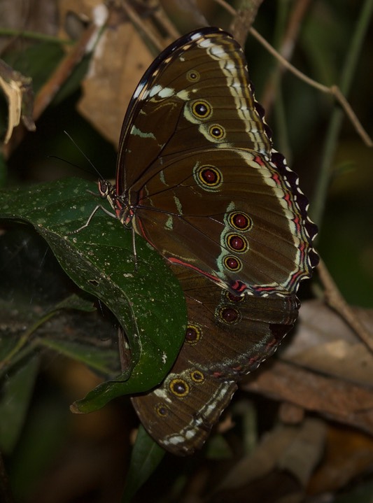 Common Blue Morpho, Morpho helenor helenor1