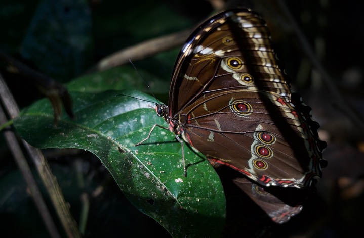 Common Blue Morpho, Morpho helenor helenor3