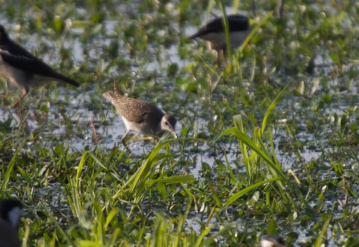  Common Greenshank, Tringa nebularia5