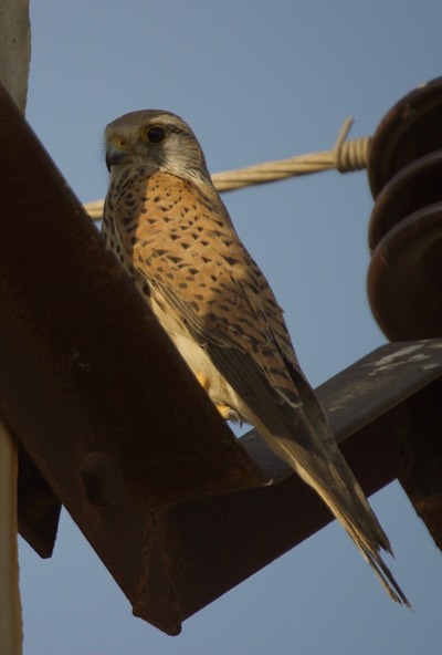Common Kestrel, Falco tinnunculus2