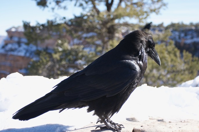 Common Raven, Corvus corax, Grand Canyon National Park, Arizona