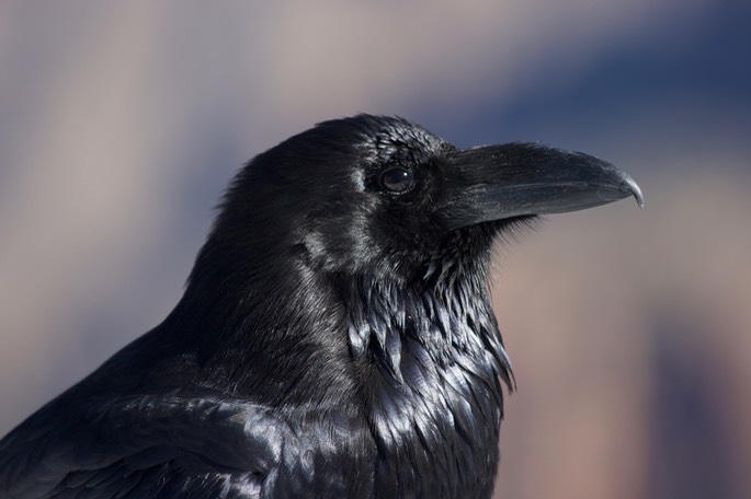 Common Raven, Corvus corax, Grand Canyon National Park, Arizona5