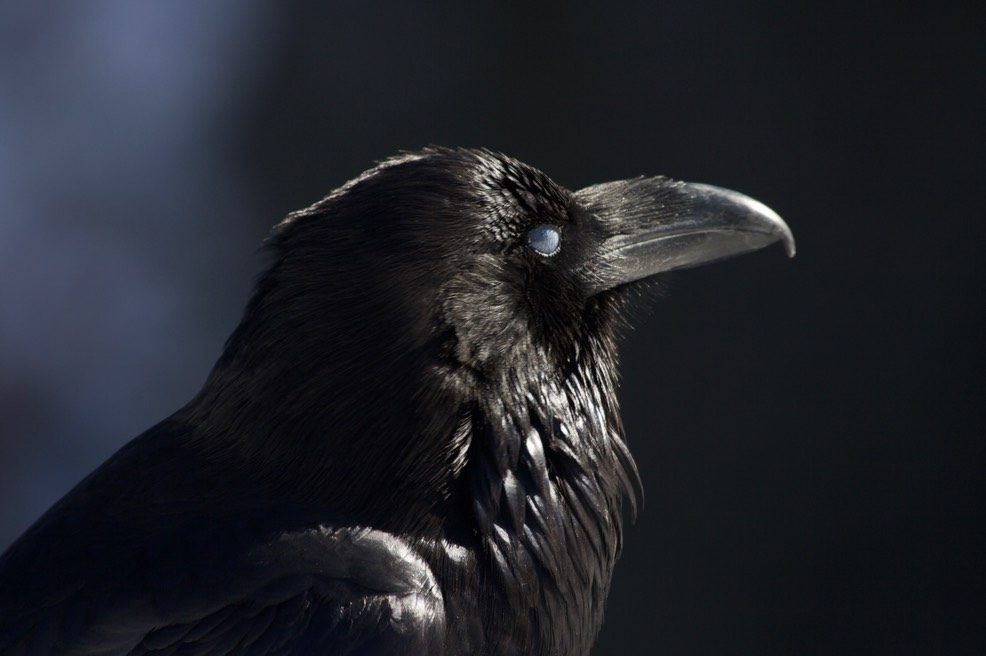 Common Raven, Corvus corax, Grand Canyon National Park, Arizona4