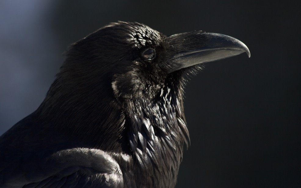 Common Raven, Corvus corax, Grand Canyon National Park, Arizona3