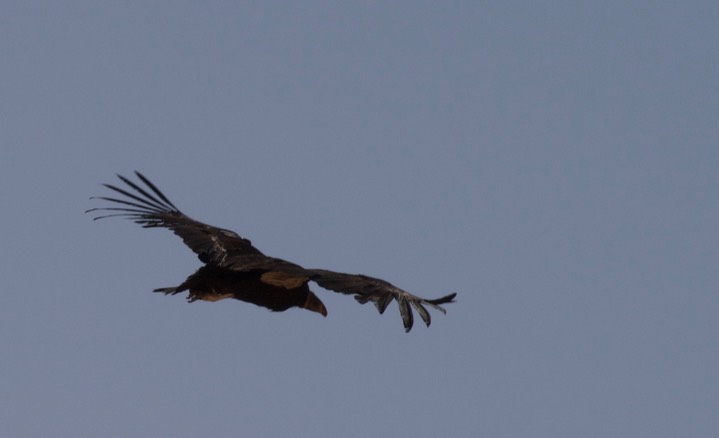 Condor, California - Gymnogyps californianus - Navajo Bridge, Arizona