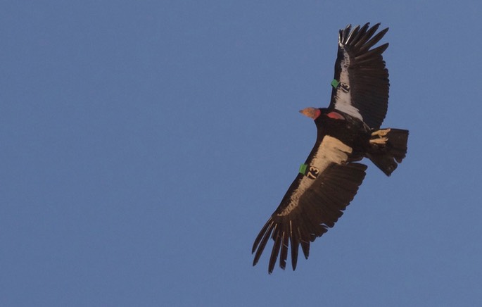 Condor, California - Gymnogyps californianus - Navajo Bridge, Arizona2