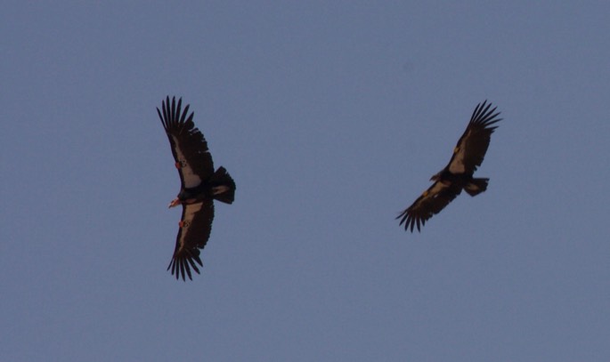 Condor, California - Gymnogyps californianus - Navajo Bridge, Arizona5