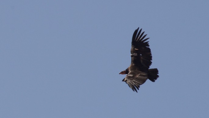 Condor, California - Gymnogyps californianus - Navajo Bridge, Arizona4