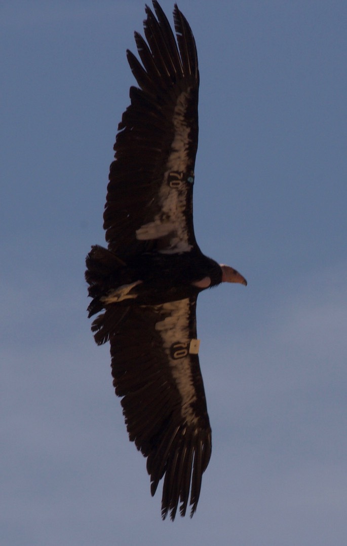 Condor, California - Gymnogyps californianus - Navajo Bridge, Arizona7