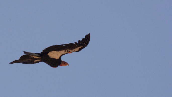 Condor, California - Gymnogyps californianus - Navajo Bridge, Arizona