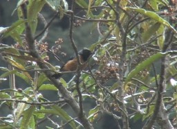 Conebill, Blue-backed 1