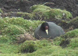 Coot, Andean 2