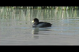 Coot, Andean 4