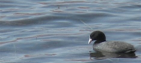 Coot, Common 1