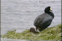 Coot, Giant