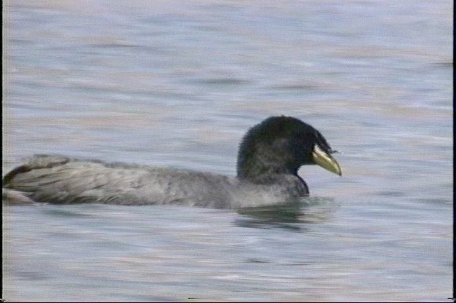Coot, Horned