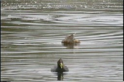 Coot, Red-fronted5