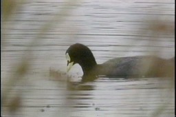 Coot, Red-gartered