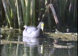 Coot, White-Winged