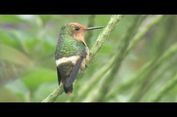 Coquette, Rufous-crested 16