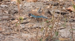 Cordon-bleu, Red-cheeked - Senegal 1