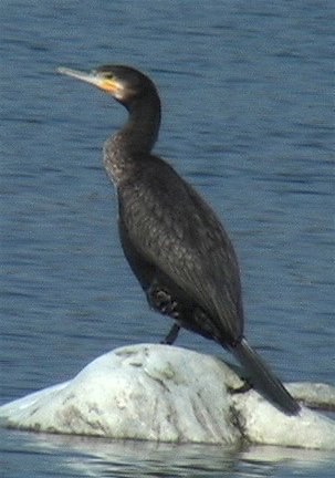 Cormorant, Indian 3