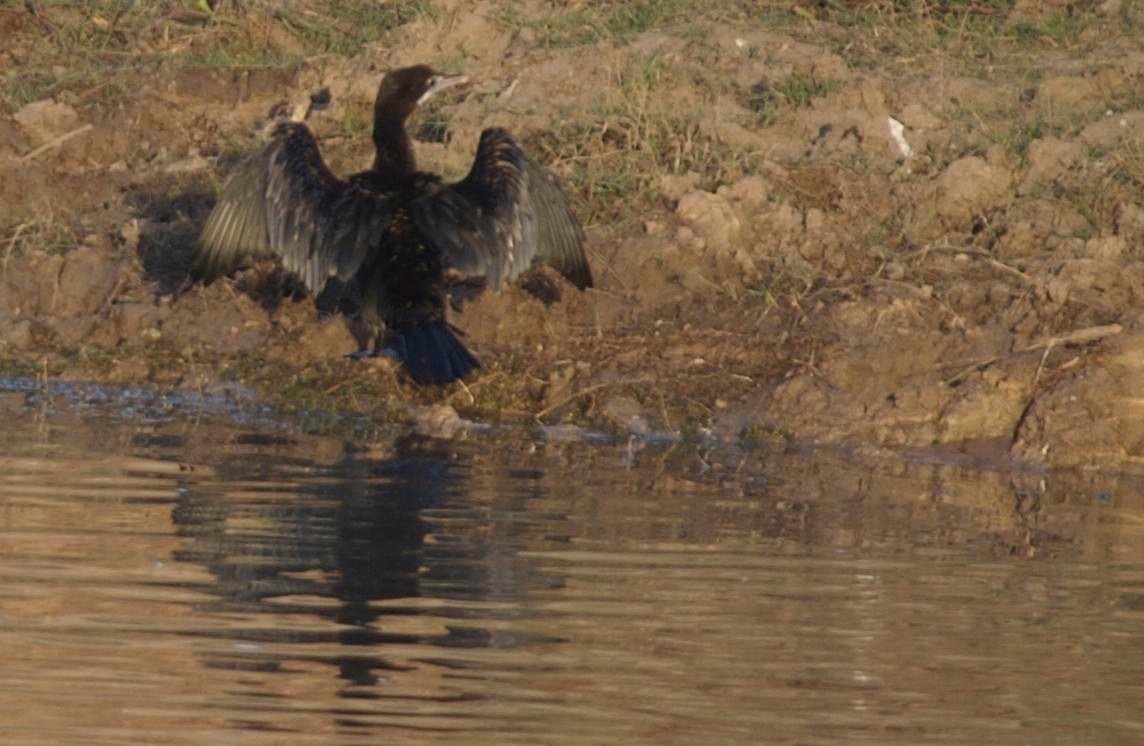 Cormorant, Little 3