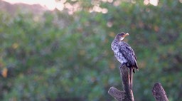 Cormorant, Long-tailed 7