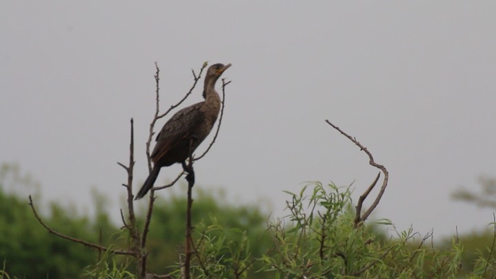 Cormorant, Neotropic 1