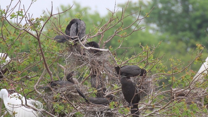 Cormorant, Neotropic 2