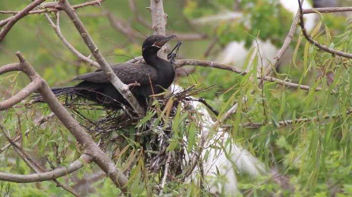 Cormorant, Neotropic