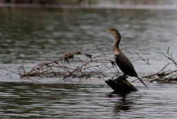 Cormorant, Neotropic1