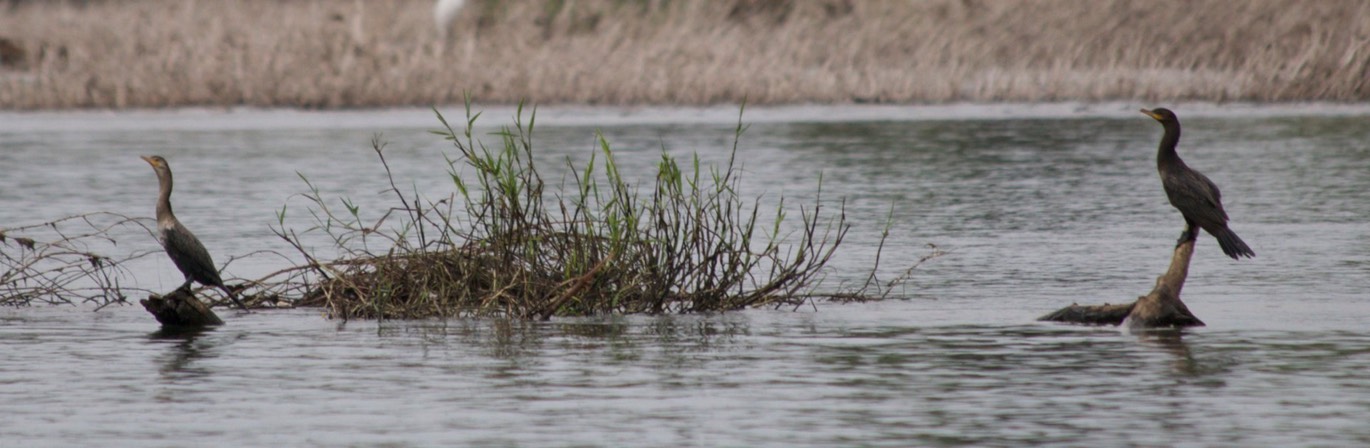 Cormorant, Neotropic