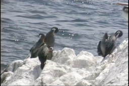 Cormorant, Red-legged