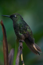 Coronet, Buff-tailed 7