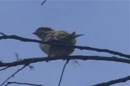 Cotinga, Swallow-tailed 1