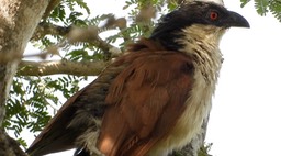 Coucal, Senegal 1