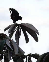  Crested Oropendola, Psarocolius decumanus     1