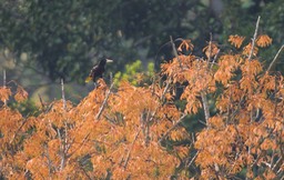 Crested Oropendola, Psarocolius decumanus