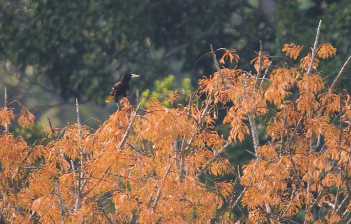 Crested Oropendola, Psarocolius decumanus