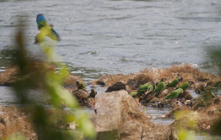 Crimson-bellied Parakeet, Pyrrhura perlata with White-eyed Parakeet2